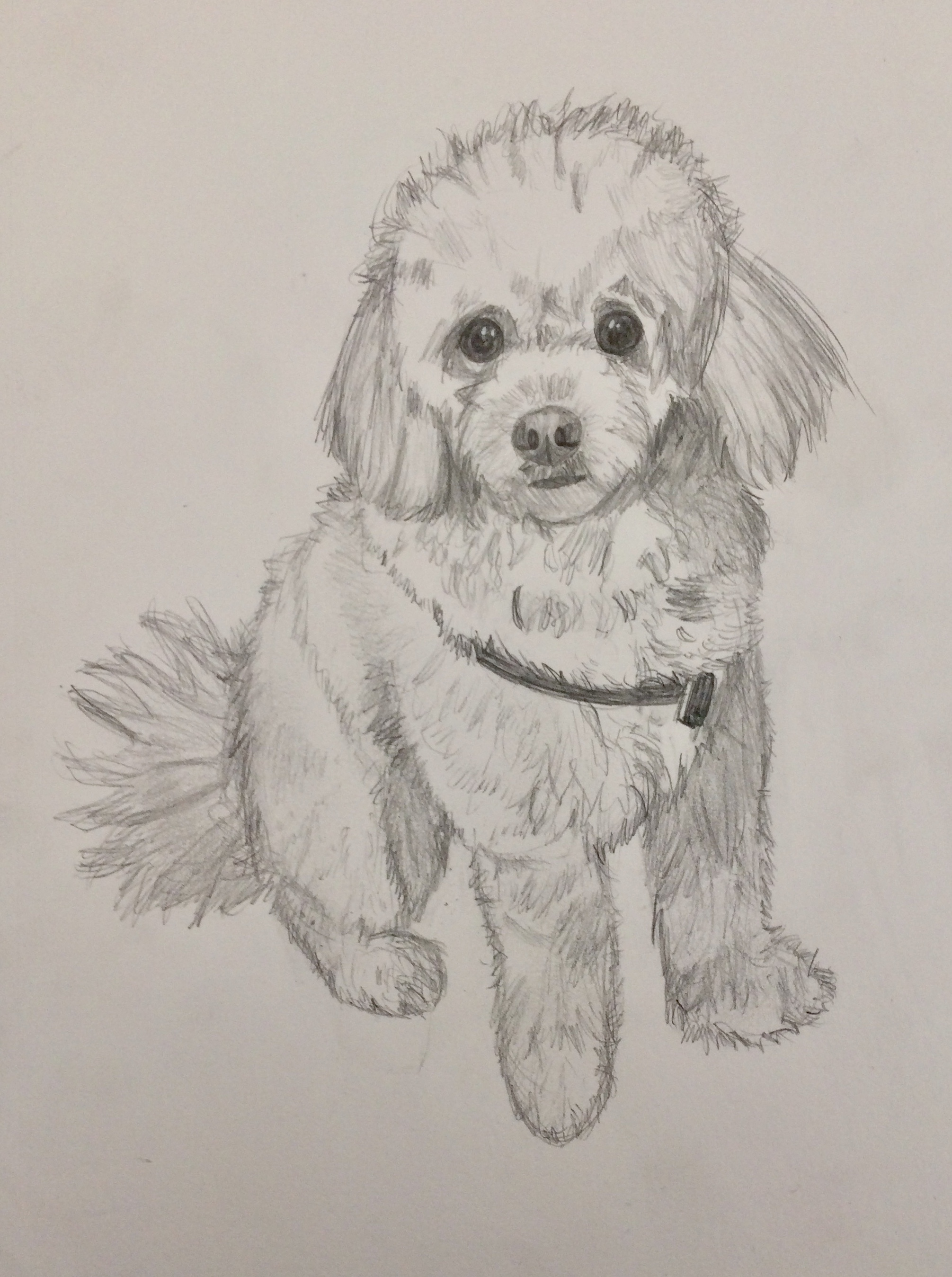 sketch of Pilot the dog