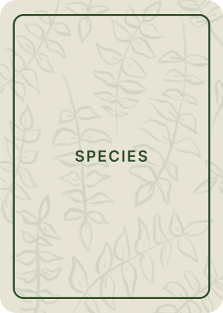 species card back