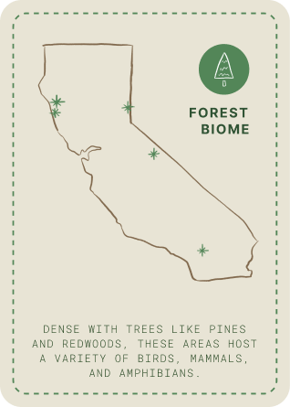 forest biome card