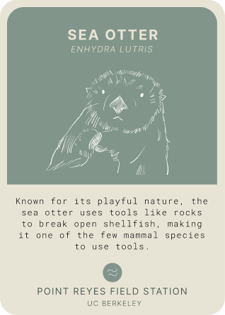 species card detail