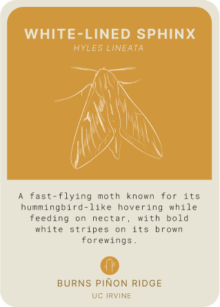 species card detail